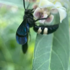 Double-banded Scoliid Wasp thumbnail 1