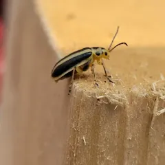 Goldenrod Leaf Beetle thumbnail 4