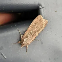 Variegated Cutworm Moth thumbnail 4