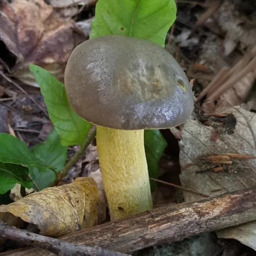 Ornate-stalked bolete