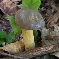 Ornate-stalked bolete thumbnail 1