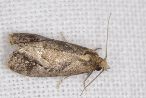 Phtheochroa baracana