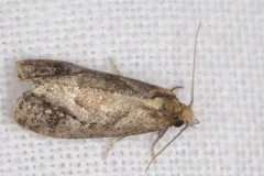 Phtheochroa baracana thumbnail 1