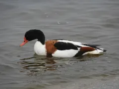 Common Shelduck thumbnail 4