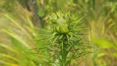 Asphondylia lacinariae thumbnail 3
