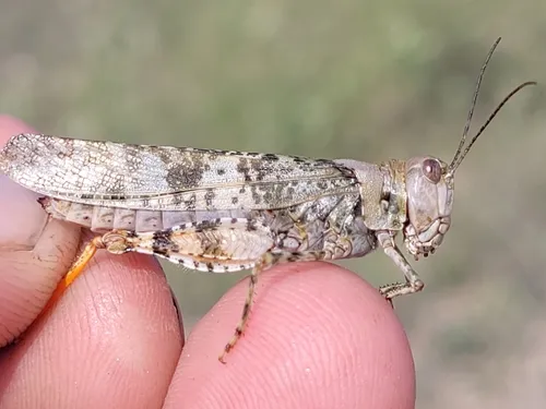 Alkali Grasshopper