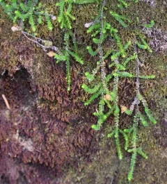 Moss Heather thumbnail 2