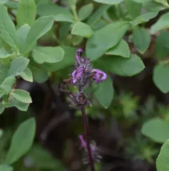 ducksbill lousewort thumbnail 2