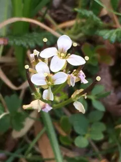 Littleleaf Bittercress thumbnail 2