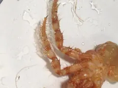 Setose Hermit Crab thumbnail 4