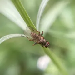 Common Tiger Fly thumbnail 3