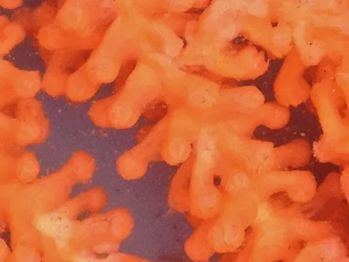 Pacific red tree coral