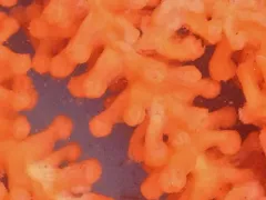 Pacific red tree coral thumbnail 1