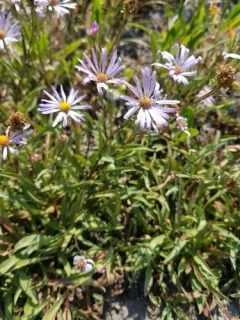 western mountain aster thumbnail 3