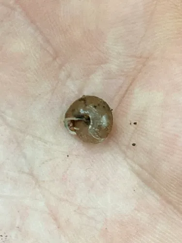 Lowland Pillsnail