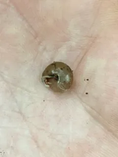 Lowland Pillsnail thumbnail 1