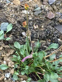 Boreal Groundsel thumbnail 3