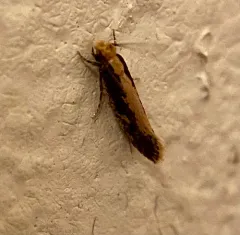 Bird Nest Moth thumbnail 2
