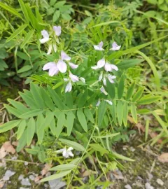 common milkpea thumbnail 1
