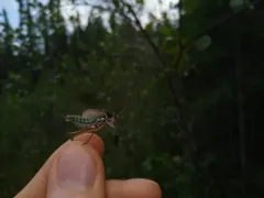 Bog Katydid thumbnail 2