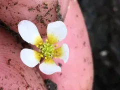 stiff water crowfoot thumbnail 2