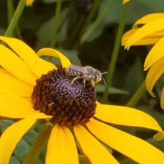 Alfalfa Leafcutter Bee thumbnail 4