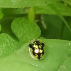 Mottled Tortoise Beetle thumbnail 2