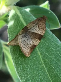 Choristoneura albaniana thumbnail 3