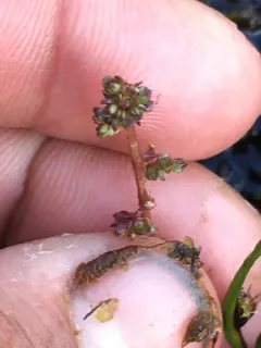 Leafy Saxifrage thumbnail 2