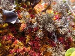 Snow-bed Iceland Lichen thumbnail 3