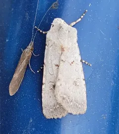 White Cutworm Moth thumbnail 2