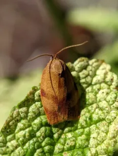 Carnation Tortrix thumbnail 2