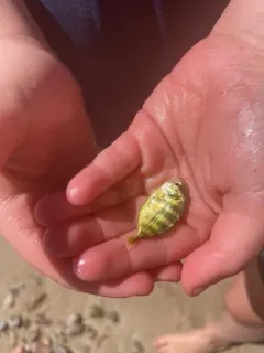Atlantic Crevalle Jack thumbnail 2