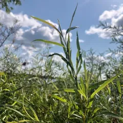 interior sandbar willow thumbnail 5