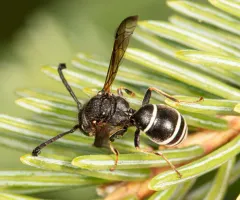 Odynerus dilectus thumbnail 4