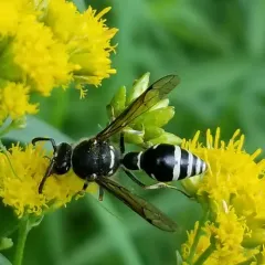 Cross Potter Wasp thumbnail 4