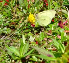 Pelidne Sulphur thumbnail 3