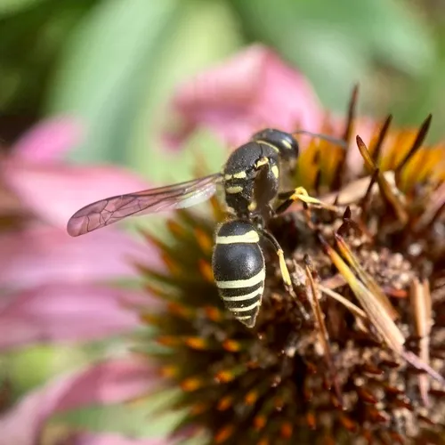 Catskill Potter Wasp