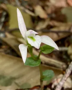 three birds orchid thumbnail 2