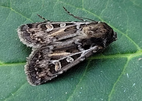 Ridings' Dart Moth