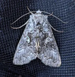 Spruce False Looper Moth thumbnail 1