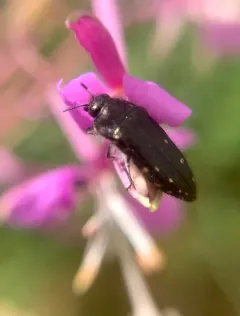 Acmaeodera knowltoni thumbnail 2