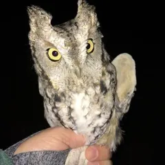 Eastern Screech-Owl thumbnail 3