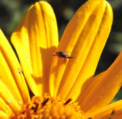 Cervical Tumbling Flower Beetle thumbnail 2