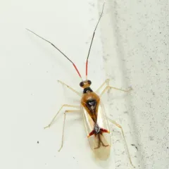 Hart's Hyaline Plant Bug thumbnail 2