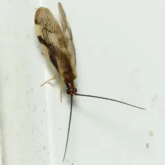 Climacia areolaris thumbnail 1