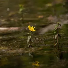 Water Marigold thumbnail 2