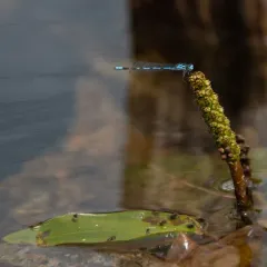 Hagen's Bluet thumbnail 3