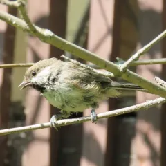 Boreal Chickadee thumbnail 1