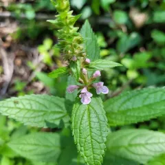 marsh hedge nettle thumbnail 2